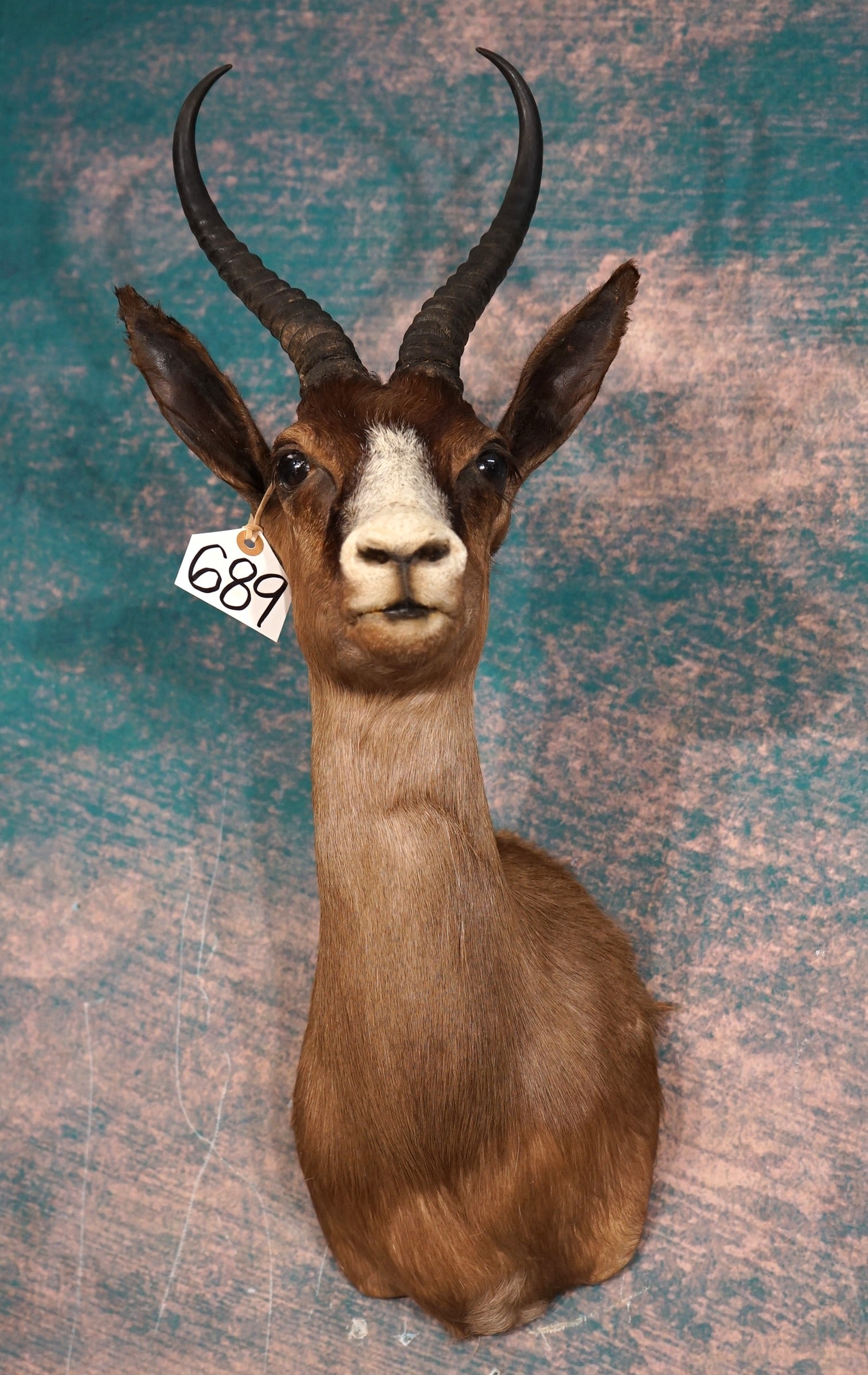 African Black Springbuck Gazelle Shoulder Taxidermy Mount: The quality of the taxidermy is excellent on this mount, and it is clean, and in excellent condition. Grades a high 9.85.