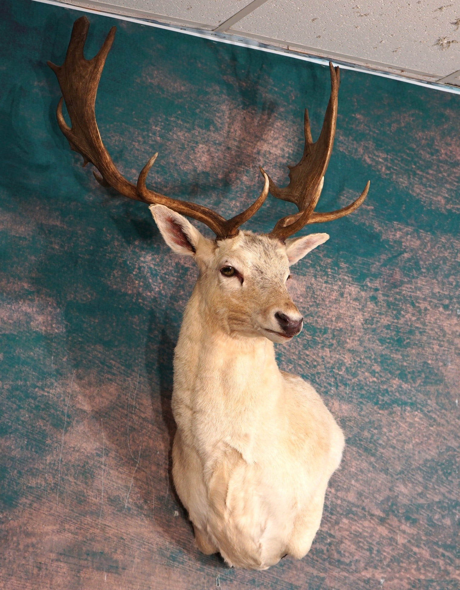 Beautiful Spotted Light Colored Fallow Deer Shoulder Taxidermy Mount: The mount is clean, condition is excellent and the taxidermy quality is outstanding. Grades a solid 10.