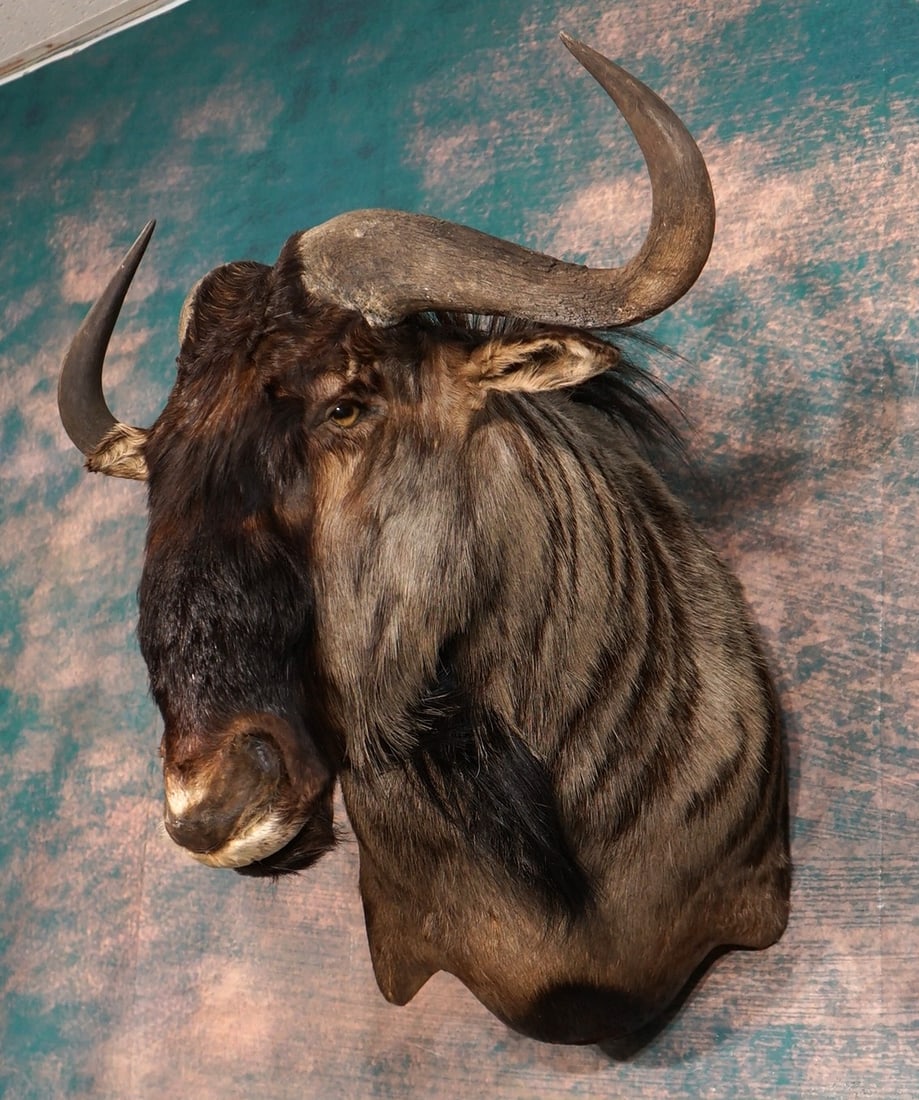 Blue Wildebeest Shoulder Taxidermy Mount: The mount is clean, excellent condition, and the quality of the taxidermy is excellent as well. Grading a 9.75 on a 1 to 10 scale.