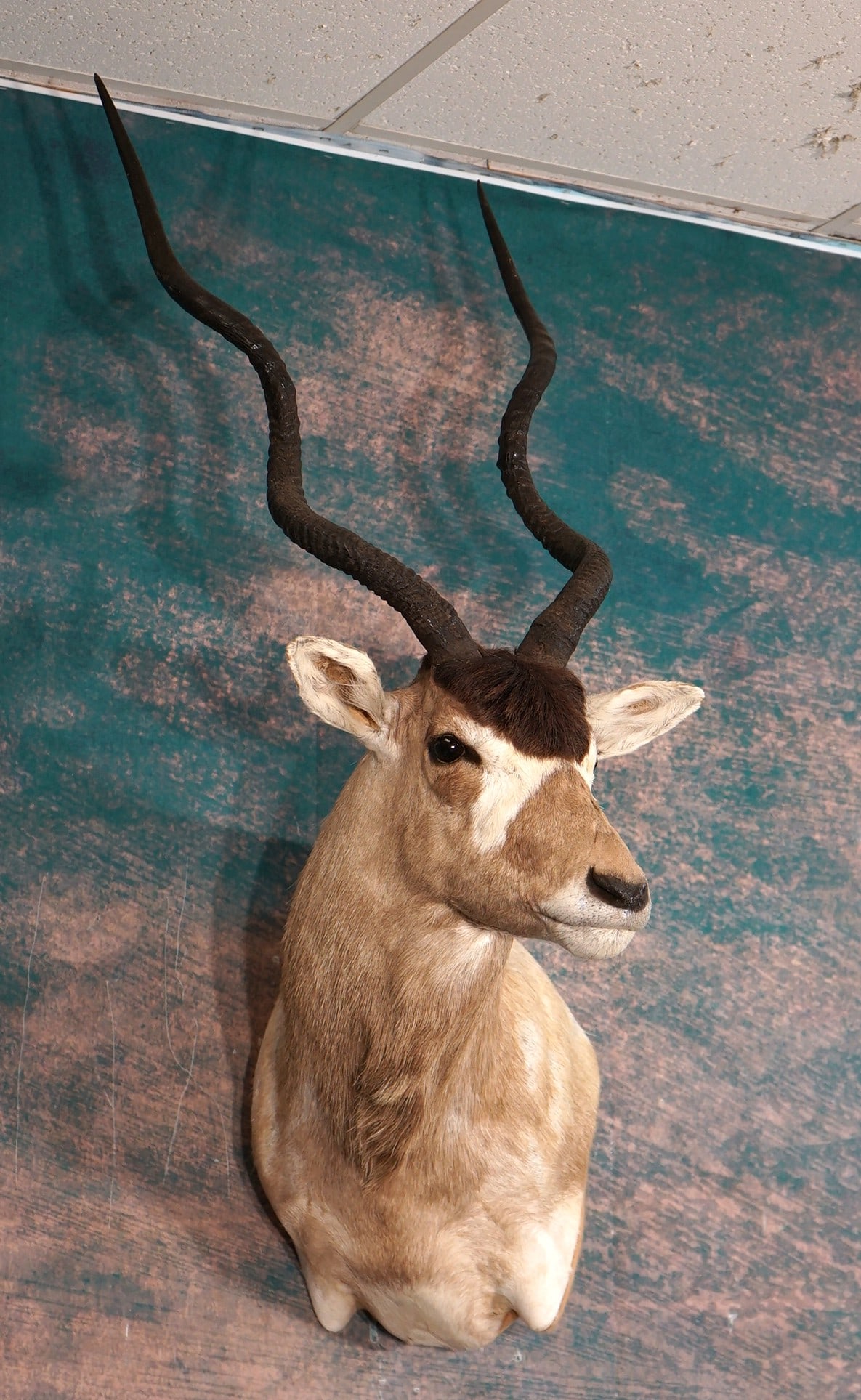 Beautiful African Addax Shoulder Taxidermy Mount: This mount is clean, lifelike and in excellent condition. The taxidermy quality is outstanding and it grades a solid 10.