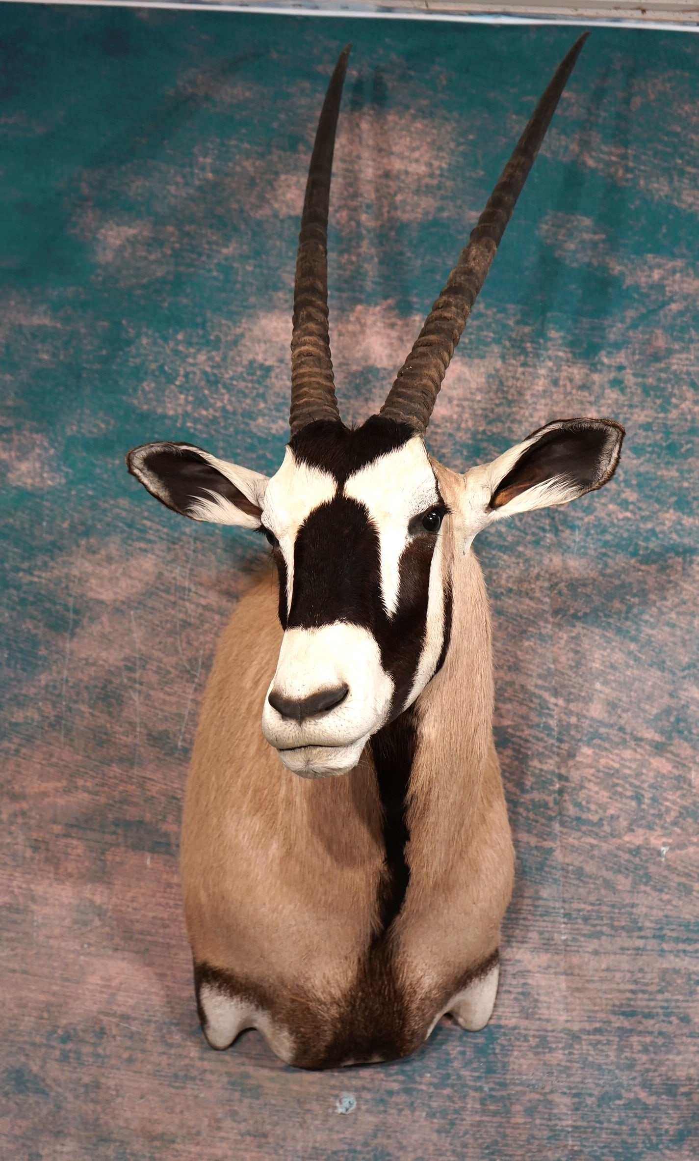 Quality Kalahari Gemsbuck Shoulder Taxidermy Mount: This mount is very clean and is in mint-like condition. The taxidermy workmanship is excellent and it grades a perfect 10.