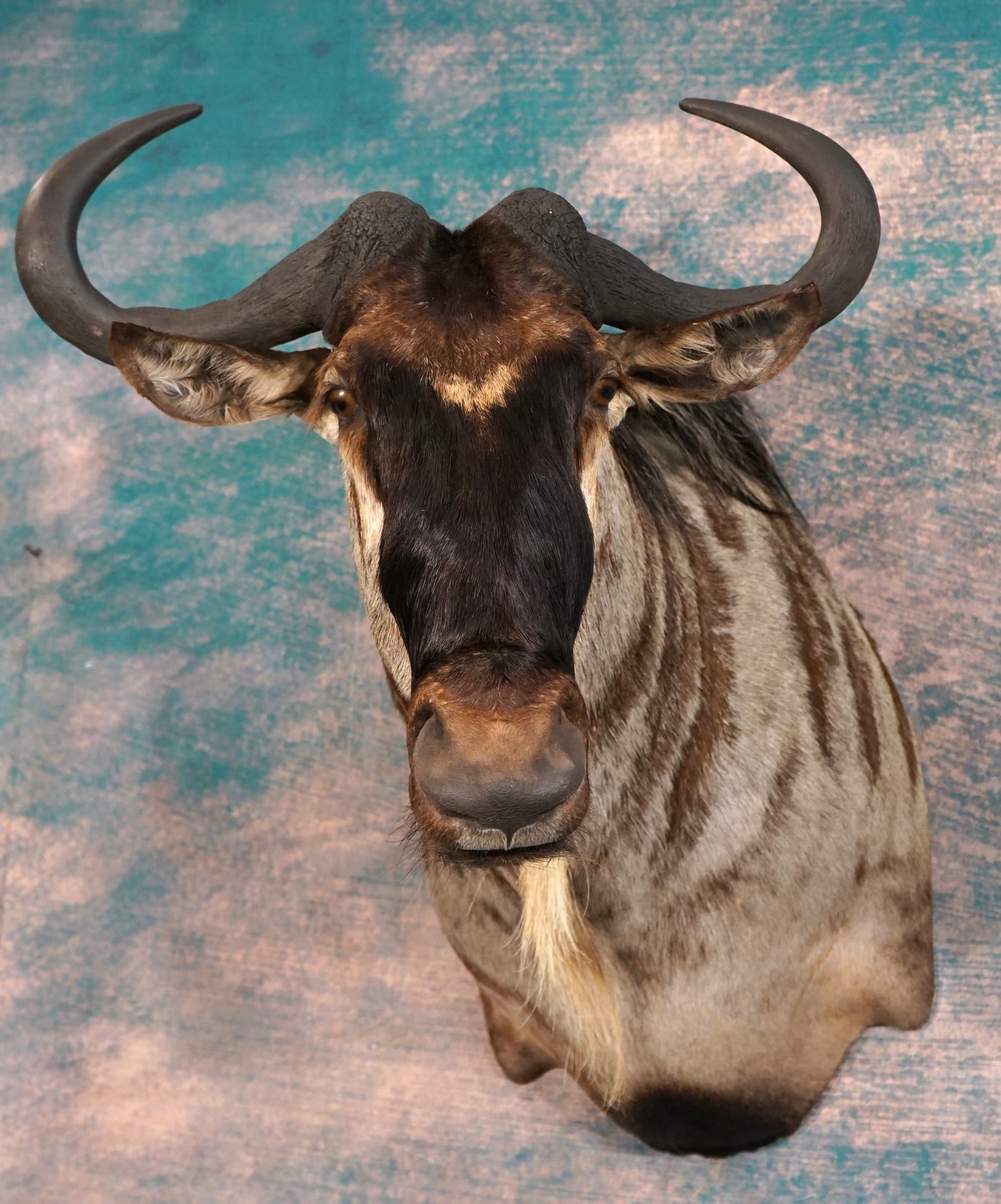 East African White Bearded Wildebeest Shoulder Taxidermy Mount: This mount is in excellent overall condition and has been very well preserved. The taxidermy quality is excellent as well and it grades a high 9.75.
