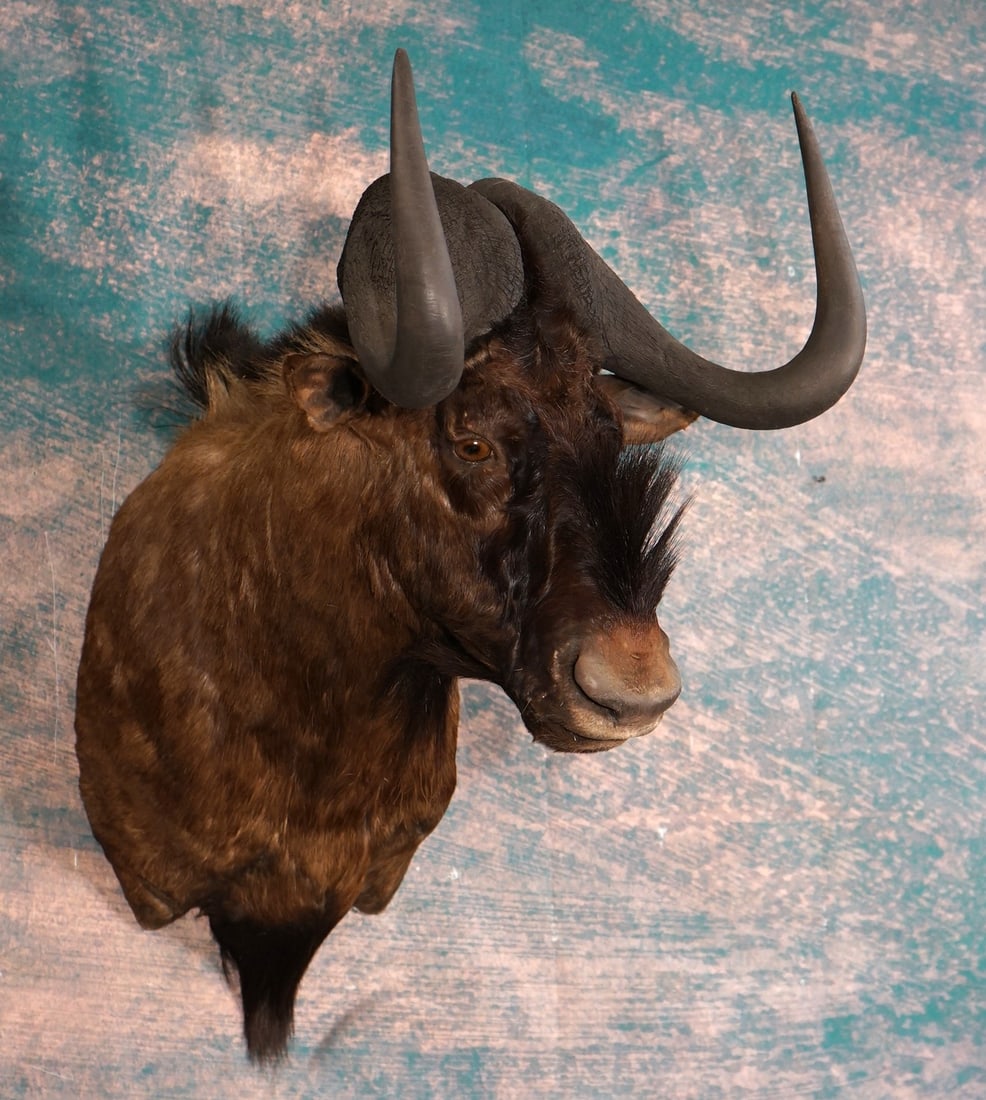 Record Class African Black Wildebeest Shoulder Taxidermy Mount: This mount is a Record Class Horns. It is clean and in mint-like condition. The taxidermy quality is outstanding, grading a solid 10.
