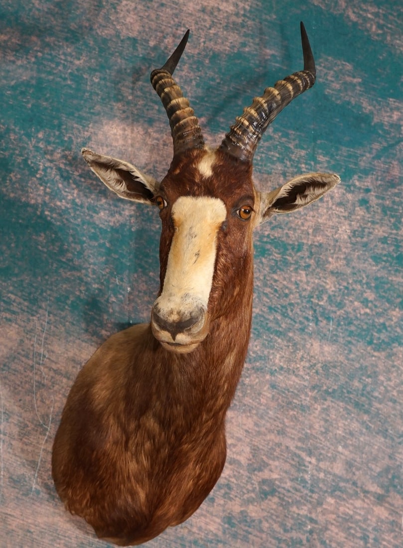 African Blesbuck Antelope Shoulder Taxidermy Mount: This mount is clean, condition is in excellent, taxidermy quality is very good and it grades an 8.5.