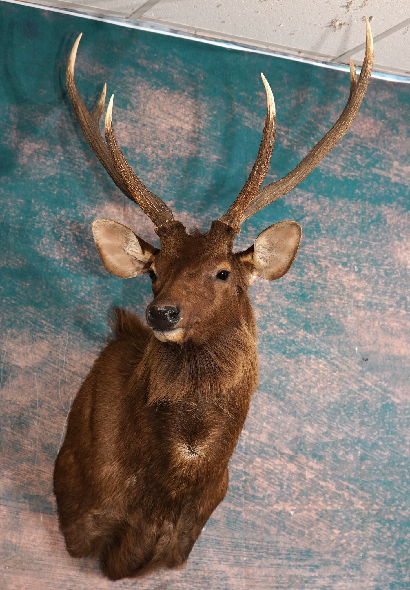 Beautiful Sambar Deer Shoulder Taxidermy Mount