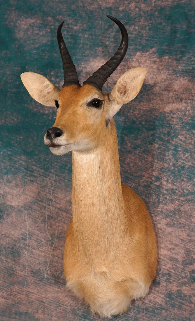 Quality East African Bohor Reedbuck Shoulder Taxidermy Mount: This is an outstanding mount that grades a perfect 10.