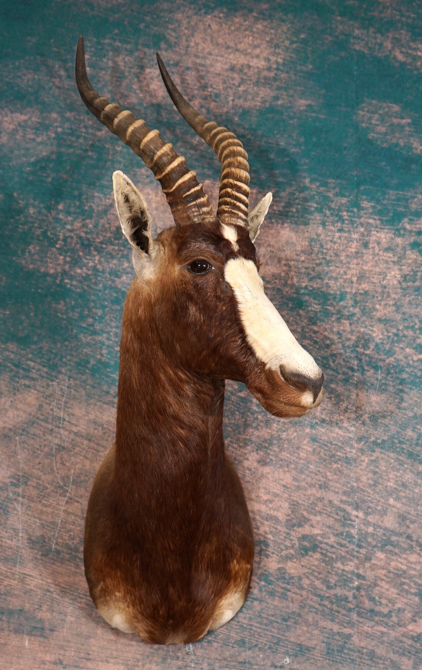 Beautiful Blesbuck Antelope Shoulder Taxidermy Mount: This mount is clean, condition is excellent and the taxidermy quality is outstanding and grades a solid 10.
