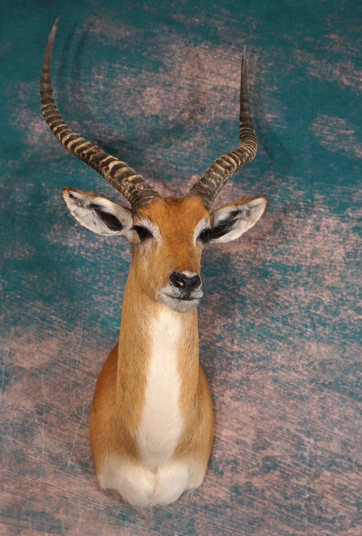 Africa Red Lechwe Swamp Antelope Shoulder Taxidermy Mount **TEXAS RESIDENTS ONLY!**: The mount is clean, lifelike expression, excellent condition and the taxidermy quality is very good, grading a high 9.5.