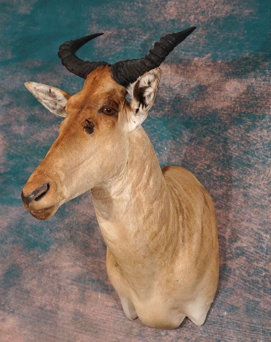 East African Coke's Hartebeest Shoulder Taxidermy Mount: This mount is in mint-like condition. The taxidermy quality is outstanding, grading this mount a perfect 10.