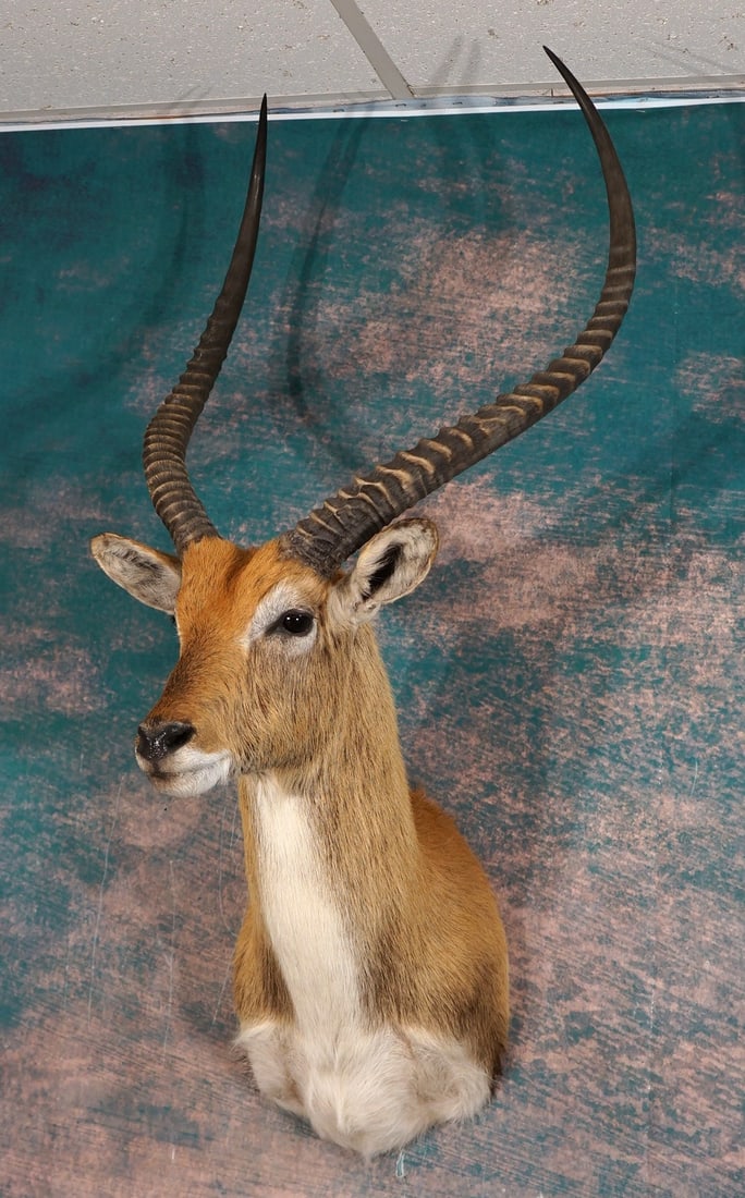 Beautiful Kafue Flats Lechwe Swamp Antelope Shoulder Taxidermy Mount: This mount is in excellent condition, clean, and the quality of the taxidermy is outstanding grading a perfect 10.
