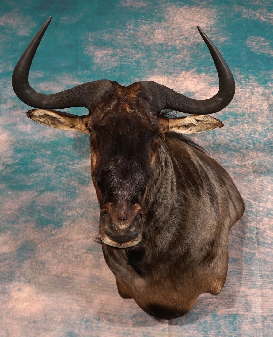 African Blue Wildebeest Shoulder Taxidermy Mount: The mount is clean, condition is very good, and the quality of the taxidermy is excellent, grading a high 9.75.