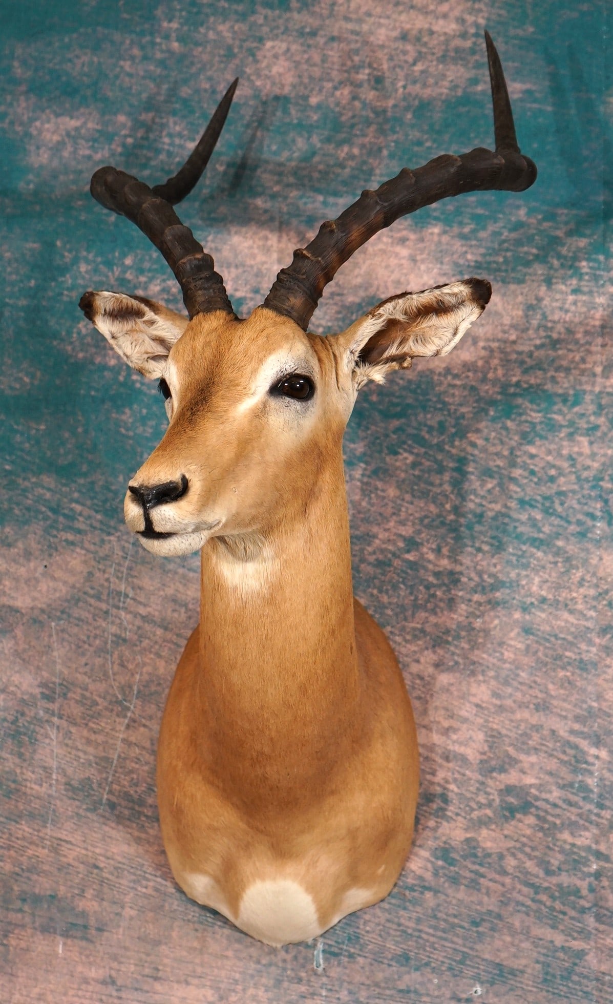 African Impala Ram Shoulder Taxidermy Mount (1 of 3)