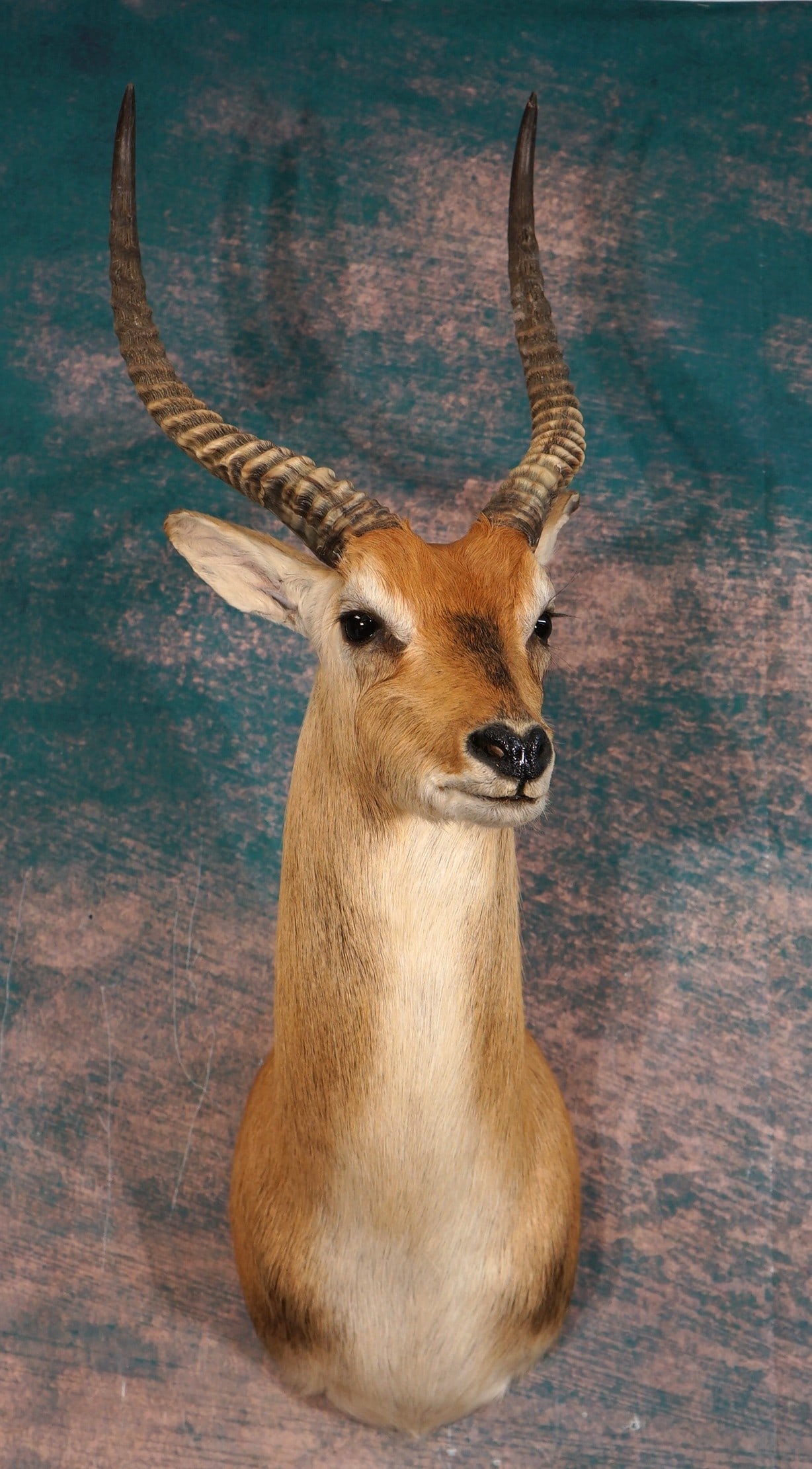 African Kafue Flats Lechwe Swamp Antelope Shoulder Taxidermy Mount: The overall condition is excellent, the mount is clean and the taxidermy quality is very good, grading a high 9.