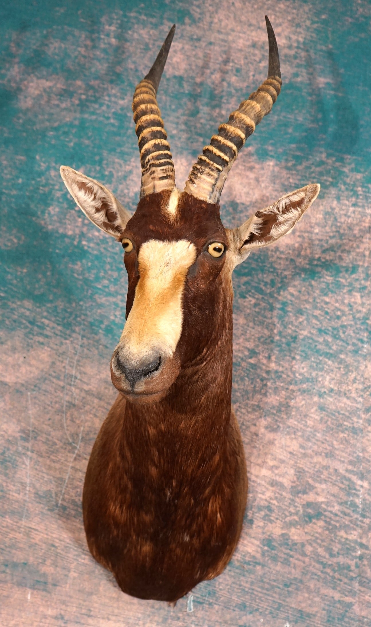African Blesbuck Antelope Shoulder Taxidermy Mount: The mount is clean, and it is in excellent condition. The taxidermy quality is outstanding, grading a solid 10.