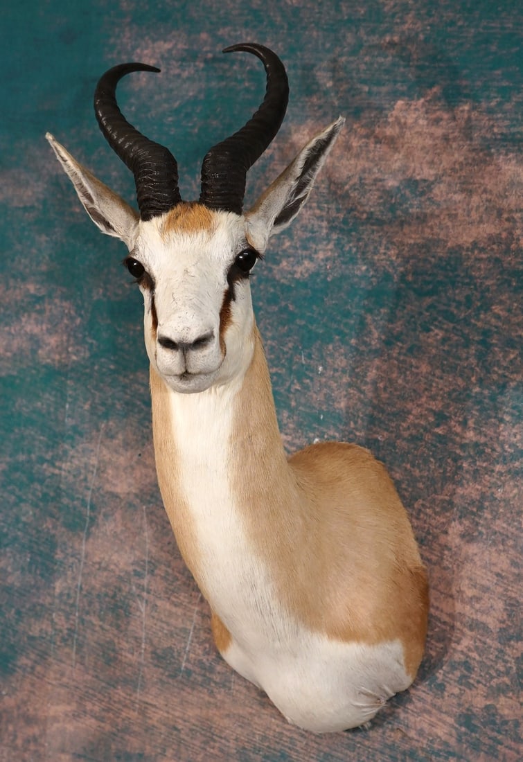 Beautiful Common Springbuck Gazelle Shoulder Taxidermy Mount: The overall condition of this mount is excellent and the taxidermy quality is outstanding, grading a perfect 10.