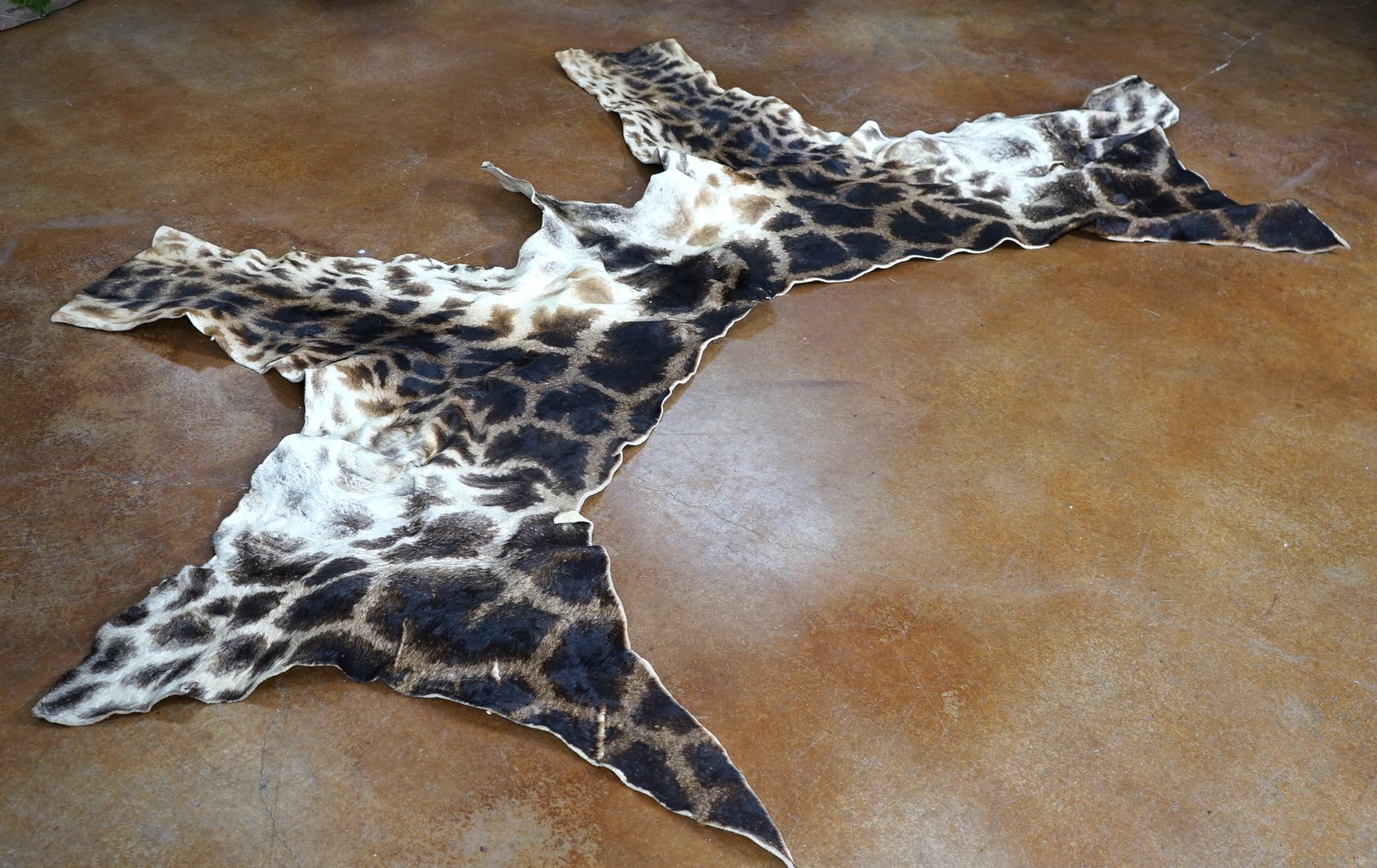 1/3 Tanned Skin Giraffe Taxidermy (1 of 2)