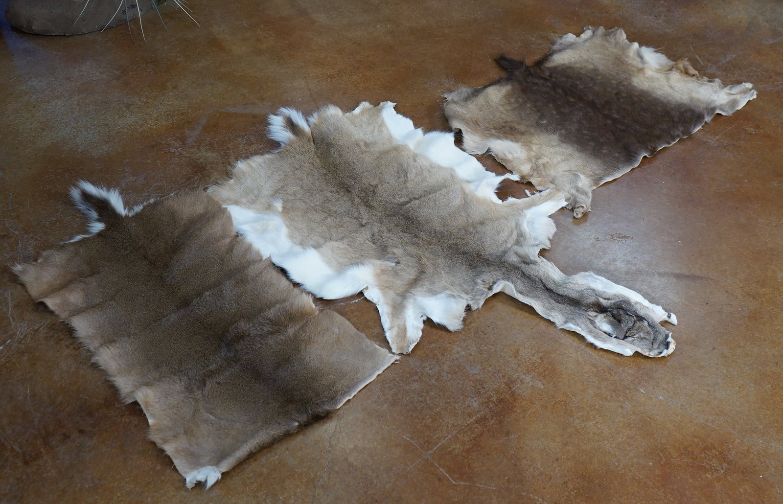 Two Full Tanned Whitetail Deer Skins & Half Tanned Brown Fallow Deer Skin Taxidermy (1 of 2)