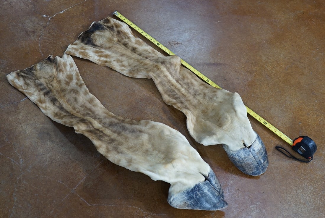 Pair of African Giraffe Front Legs Tanned Skins For Making Lamps Taxidermy: .