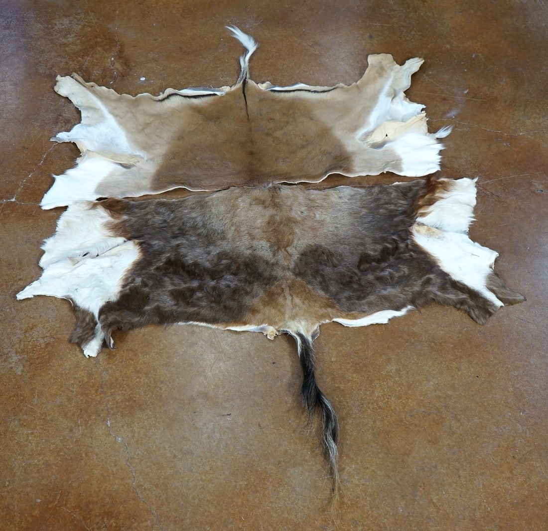 Two African Half Tanned Skins of a Blesbok & Impala Taxidermy: .