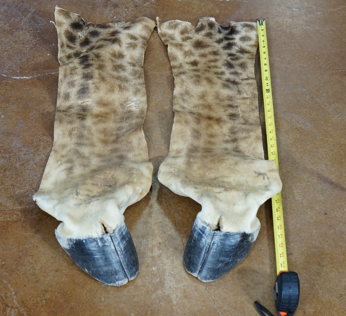 Pair of African Giraffe Back Legs Tanned Skins For Making Lamps Taxidermy: .
