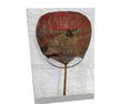 Early 5 Cent Coca Cola Geisha Bamboo Fan