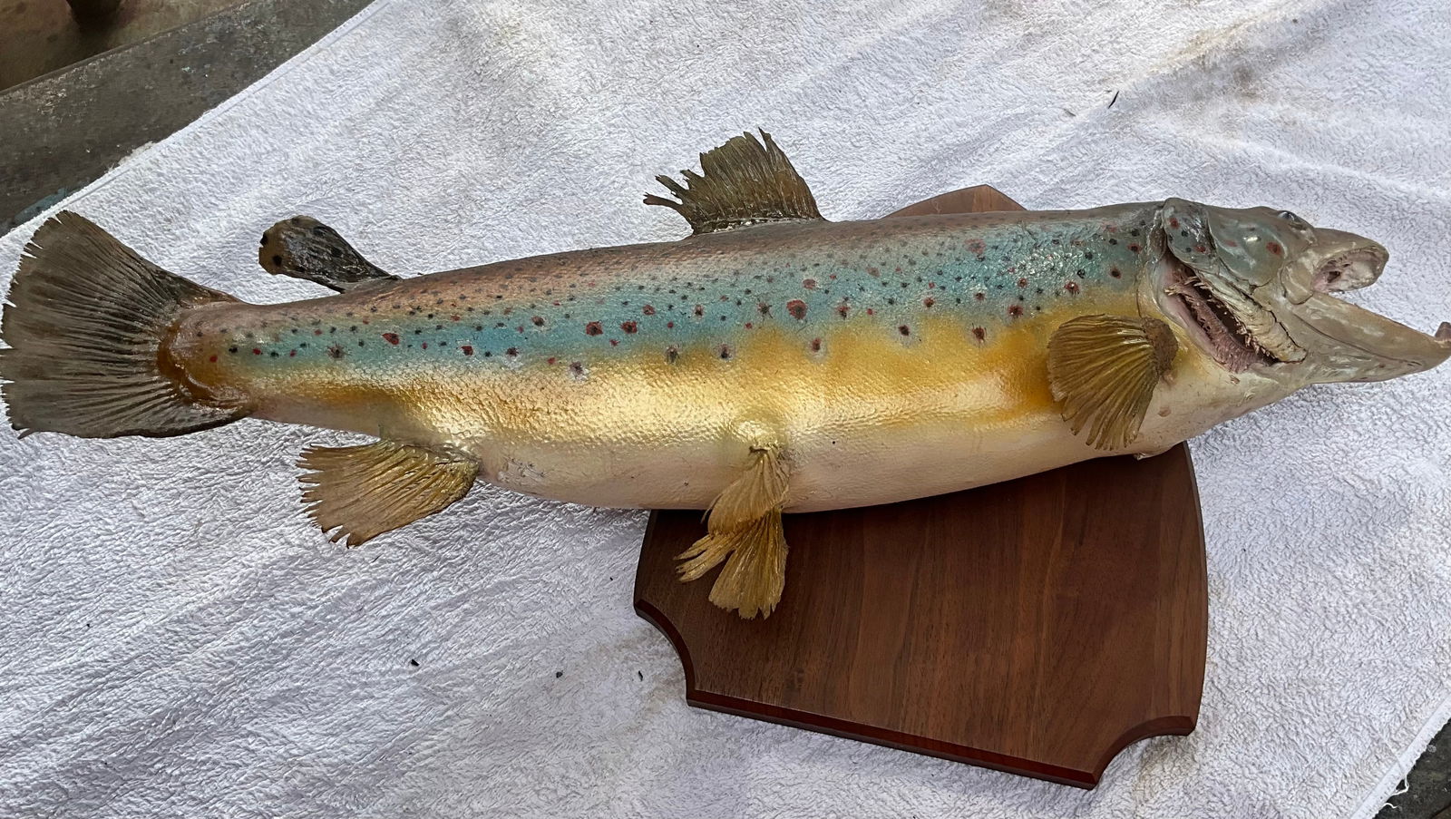 Vintage Brown Trout Taxidermy Mounted Fish (1 of 4)