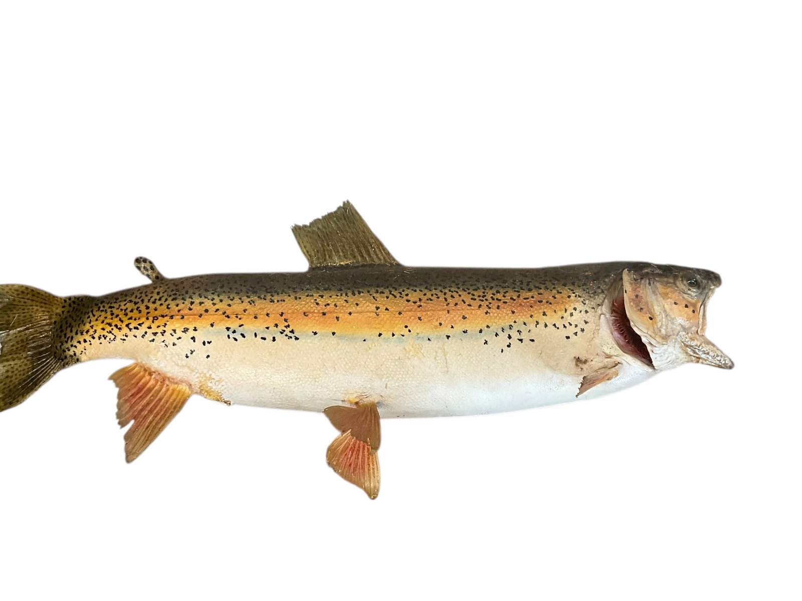 Large Taxidermy Mounted Trout (1 of 2)
