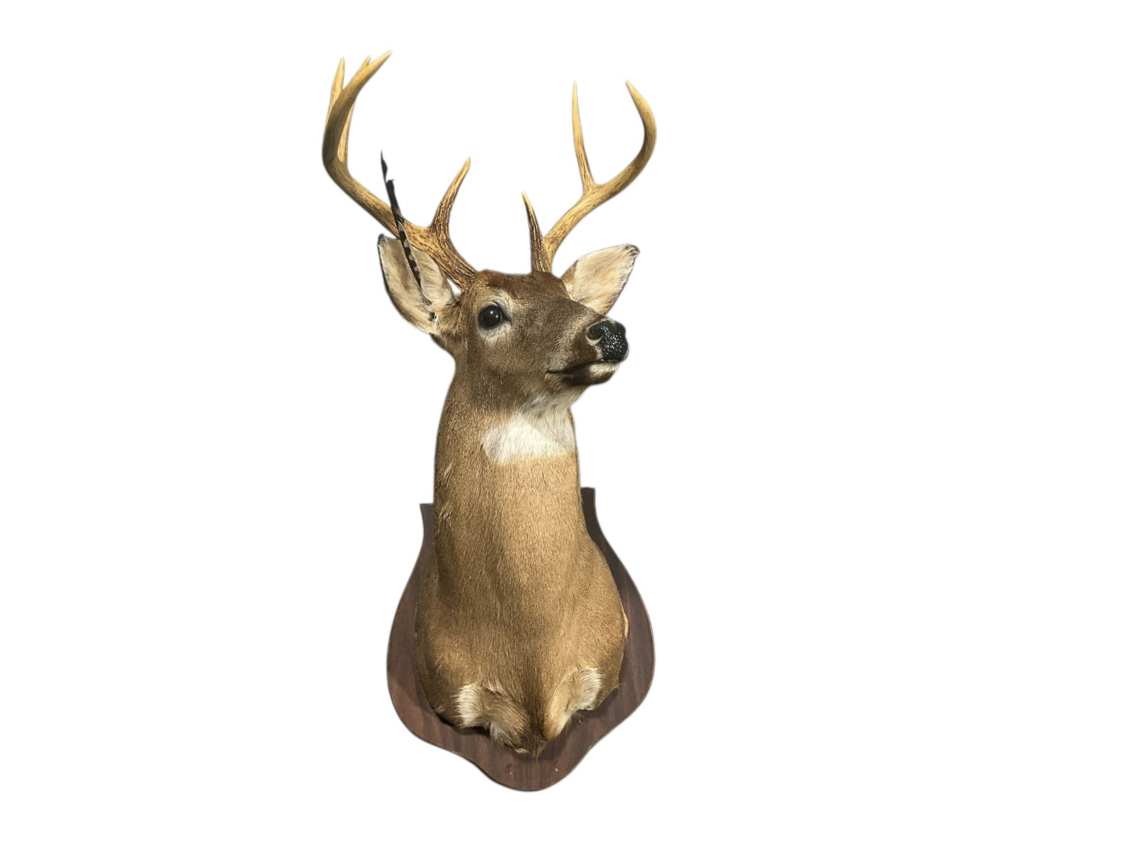 Taxidermy Deer Mount: Excellent condition. Inside spread 15 inches. Plaque measures 16" x 19.5". Total mount height is 37 inches.