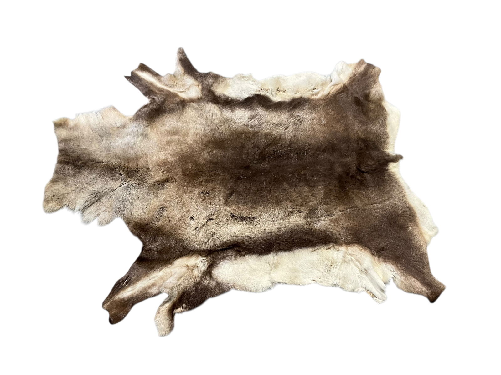 Soft Tanned Caribou Skin Taxidermy (1 of 2)