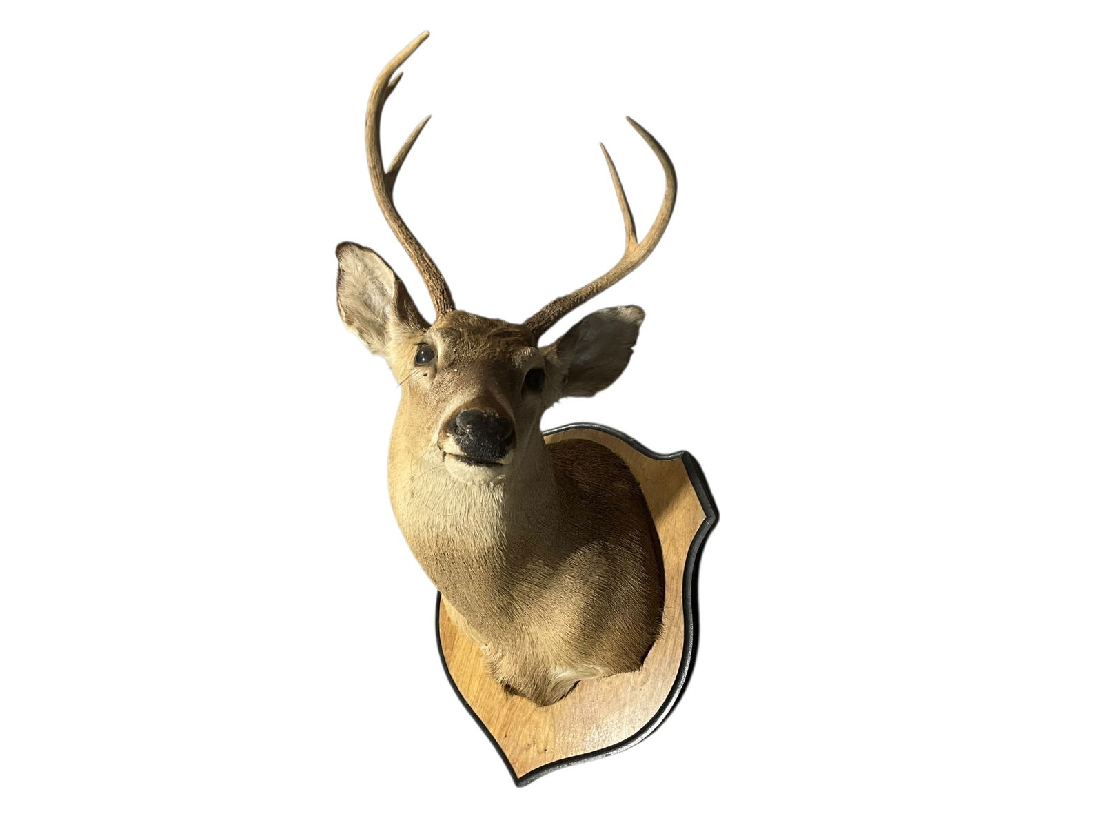 Mounted Taxidermy Deer: Great condition. Measures approximately 30"T x 23"L x 18"W.