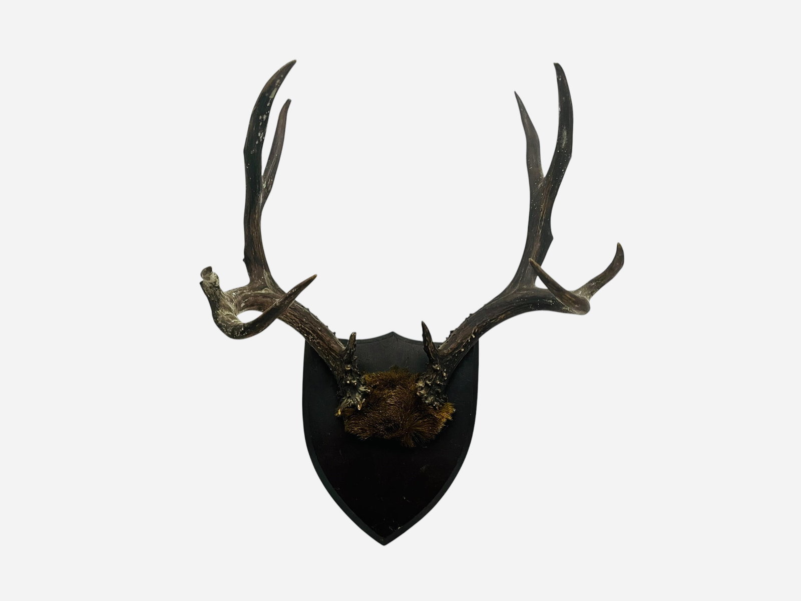 Whitetail 10 Point Antler Wood Plaque Taxidermy Mount Trophy (1 of 2)