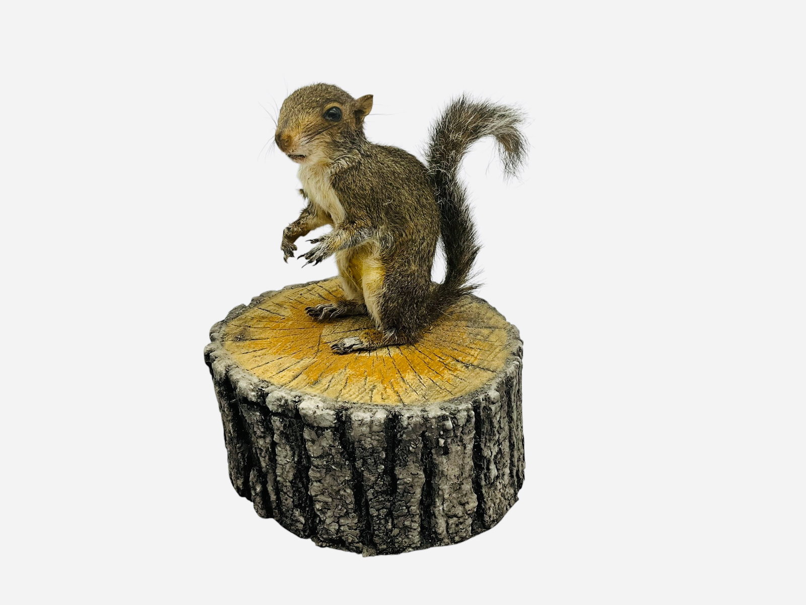 Mounted Taxidermy Wildlife Squirrel (1 of 3)