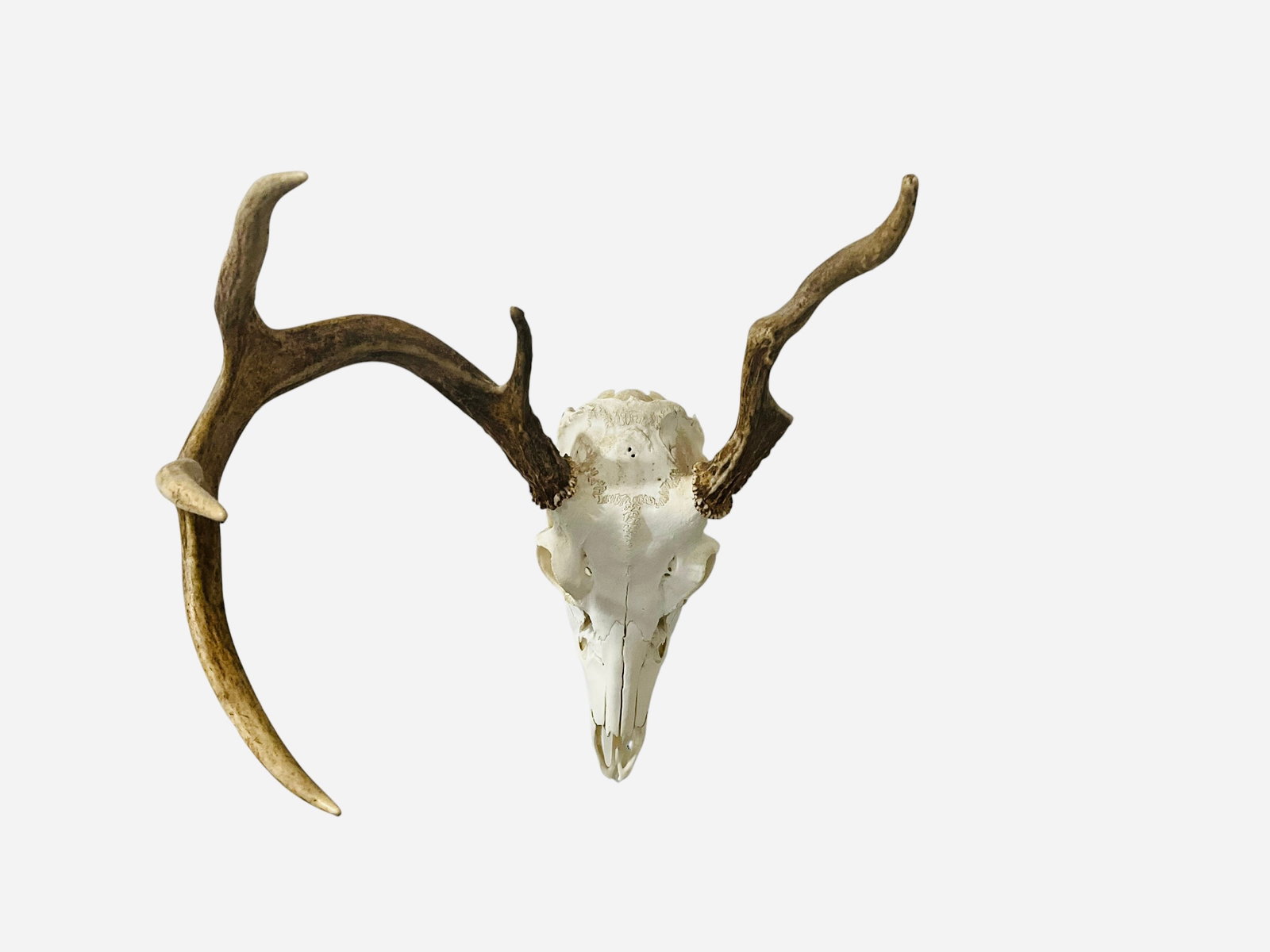 Authentic Deer Skull Unusual Deformed Rack (1 of 4)