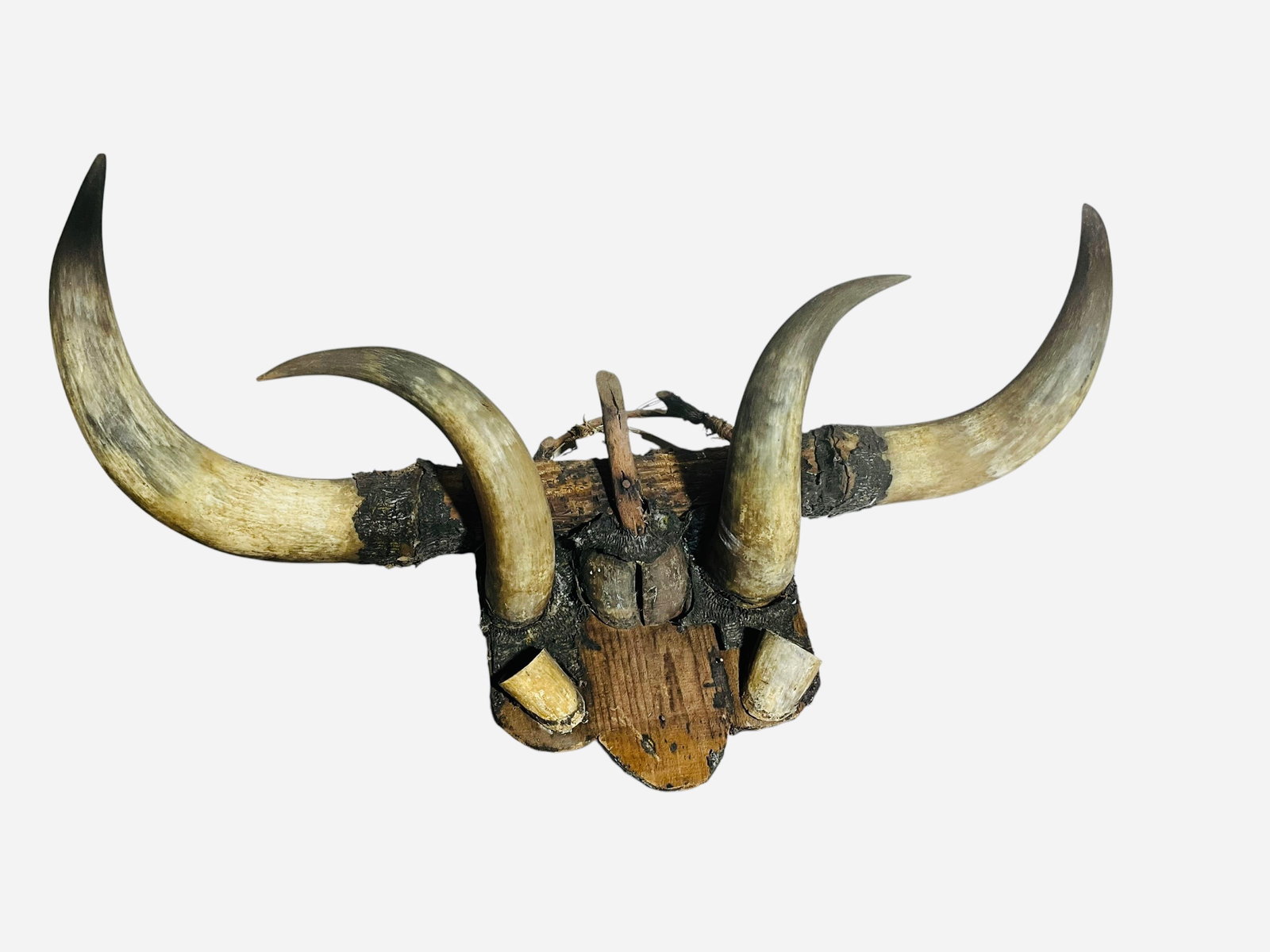 Primitive Bull Horn Wall Mount (1 of 6)