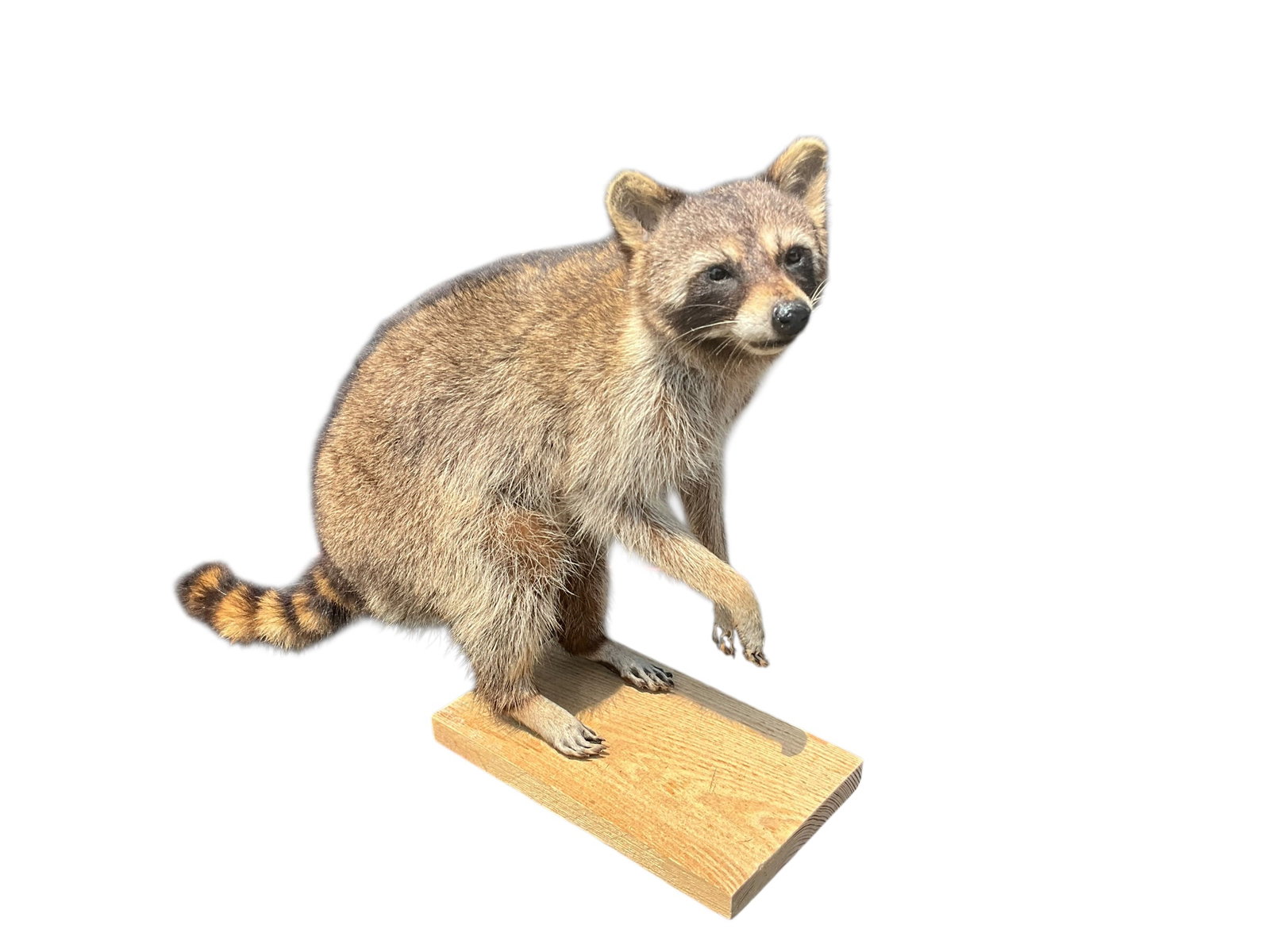 Awesome Full Body Mount Stuffed Raccoon Taxidermy (1 of 4)