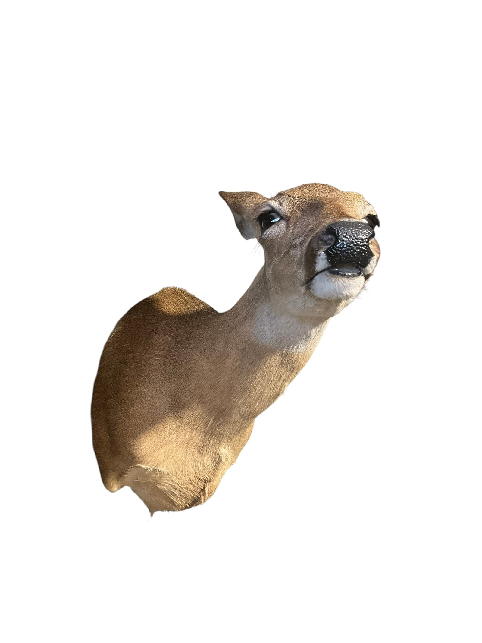 Taxidermy Deer Doe Shoulder Mount: Excellent condition. 24 inches long from top of head to bottom of mount.