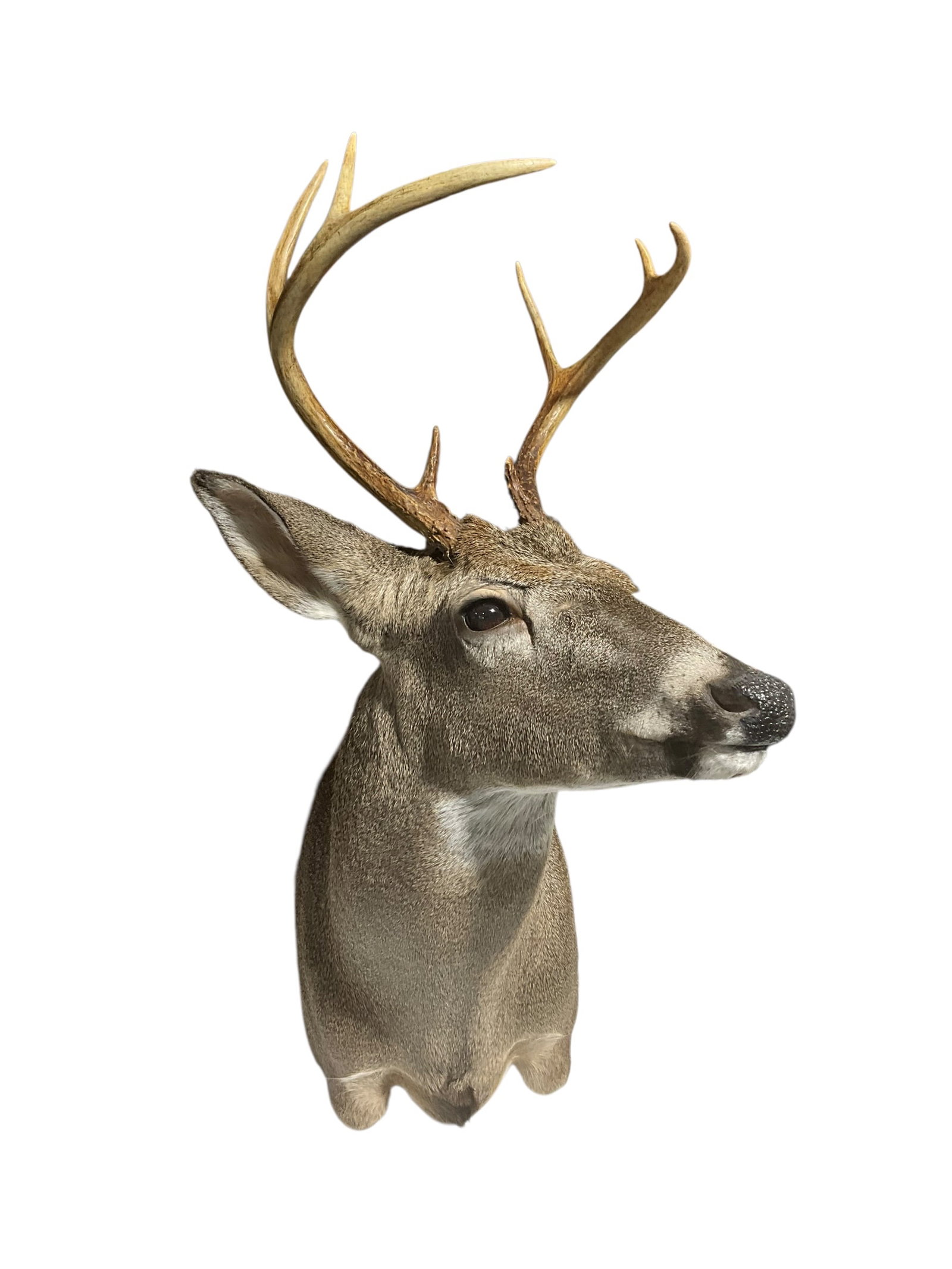 Taxidermy Buck Deer Shoulder Mount: Excellent condition. Eight point with nine inch spread. Measures 28 inches long from nose to bottom of mount.