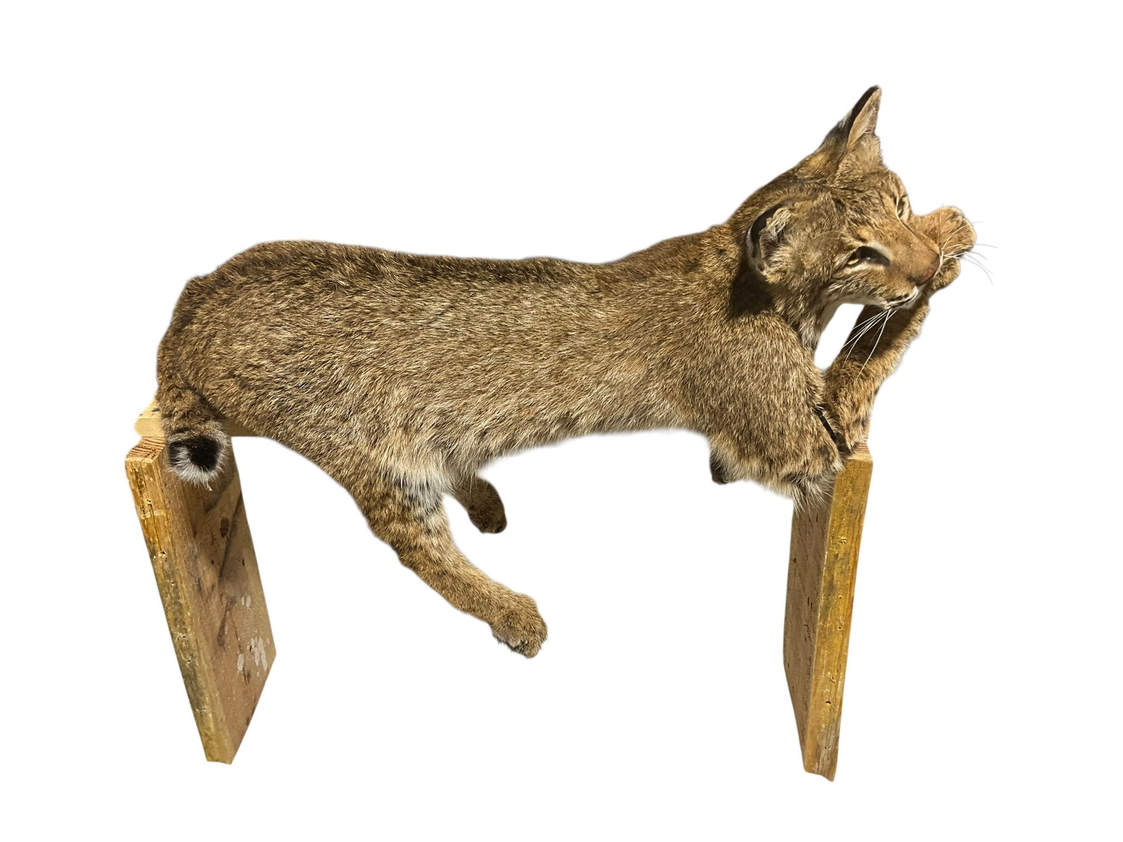 Taxidermy Mount Bobcat (1 of 7)