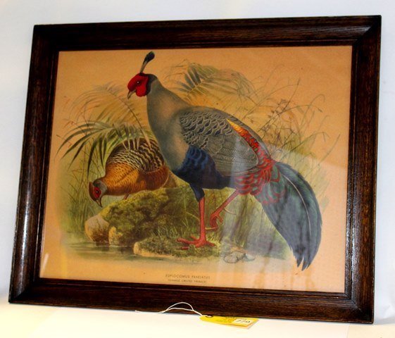 ORIENTAL BIRD PRINT: SIAMESE CRESTED FIREBACK BIRD PRINT, DATING 1920-1940 MEASURING 18'' X 22 1/2'' IN OAK FRAME, FAIR CONDITION