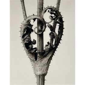 KARL BLOSSFELDT (GERMAN, 1865-1932) PHOTOGRAPH