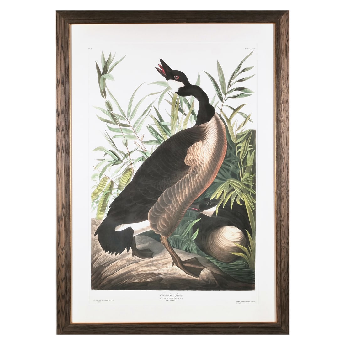 AFTER JOHN JAMES AUDUBON (1785-1851) CANADA GOOSE (1 of 18)