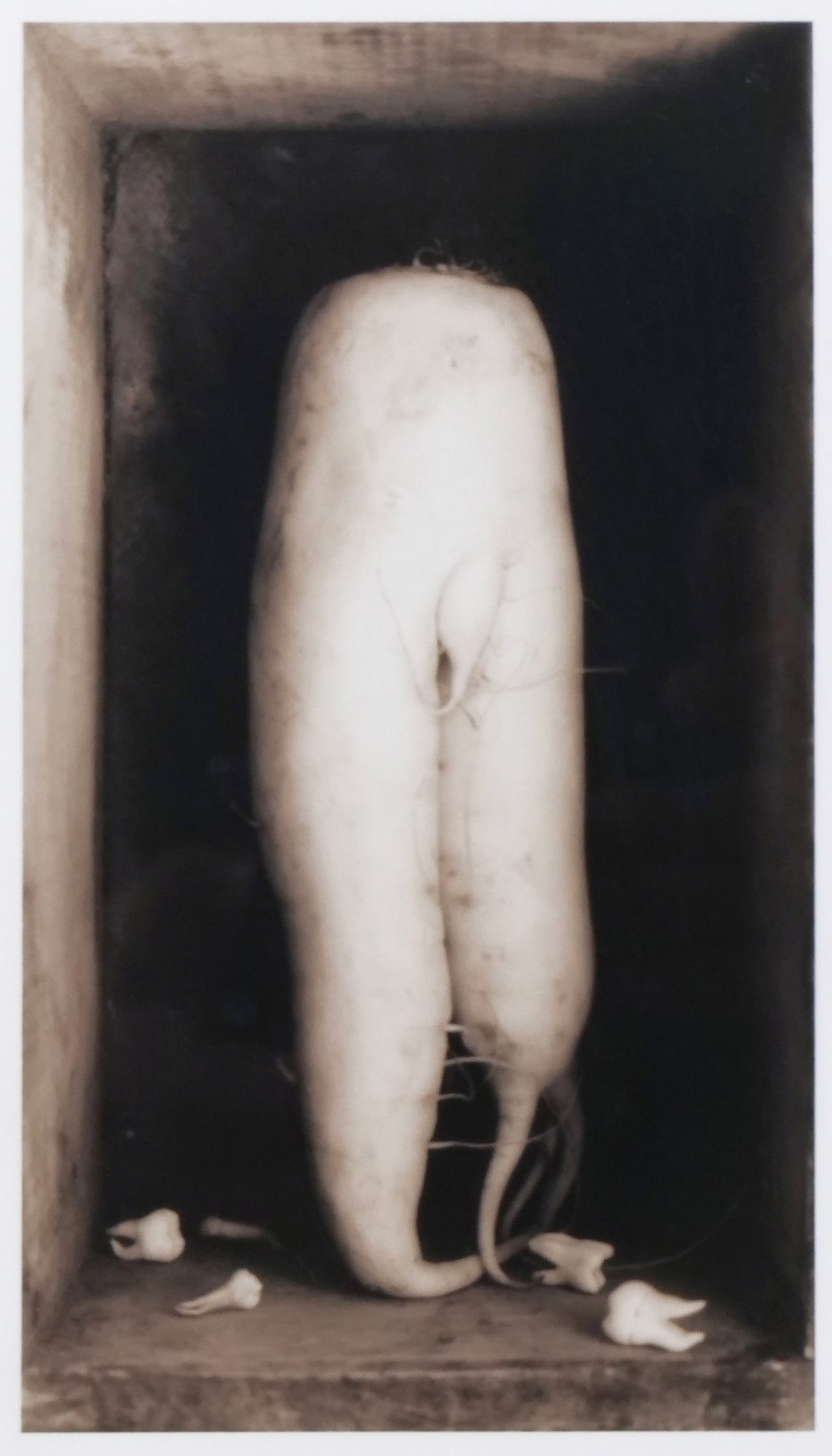 DAVID HALLIDAY (AMERICAN, B. 1958) SEPIA-TONED GELATIN SILVER PRINT: Daikon with Teeth Sepia-toned gelatin silver print 6.25 x 3.5 in., subject Signed lower right, dated 1998, and numbered 8/25. This sepia-toned photograph depicts a daikon radish and molar teeth in a b
