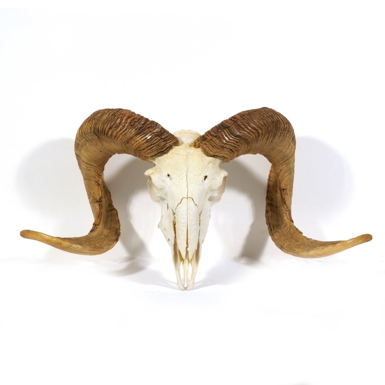 RAM SKULL WITH HORNS (1 of 6)