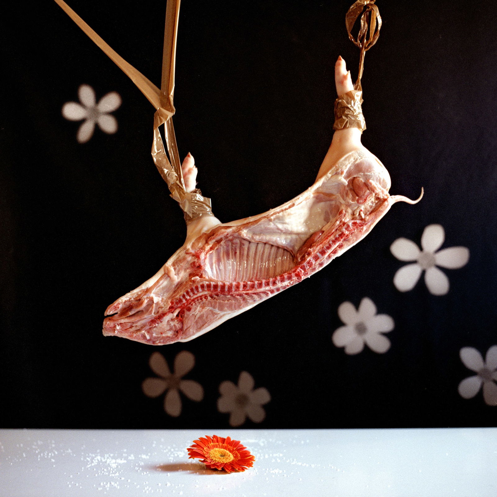 Spanish Still Life, Hasselblad Analogue Photography Print 24 x 24 in, Cuban Artist Conrado Maleta: Tittle: A Fragile Canon For Beauty, Still Life Photography From A Bizarre Cabinet of Curiosities, Madrid Spain 2009. Color Medium Format Analogue Photo Prints. Neo Baroque Visual Poetry, Contemporary