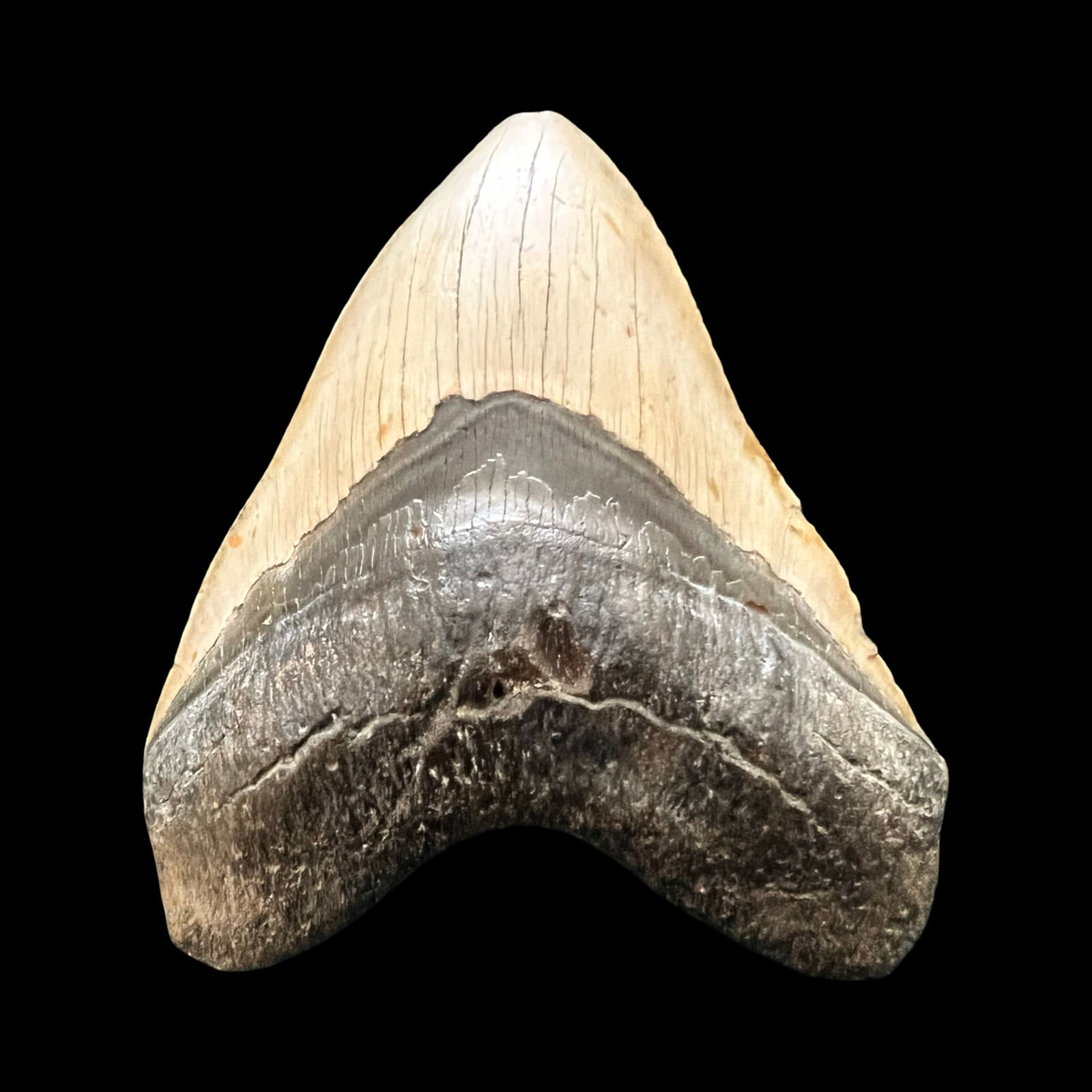 Fossilized Megalodon Shark Tooth5.2 in (1 of 5)