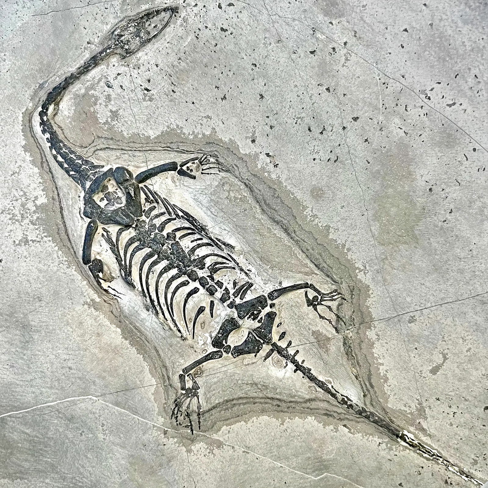 Keichousaurus Hui, A Dinosaur Fossil, Marine Reptile From The Triassic Period, Ca 199 Million Years: Dimensions, Stone Slab Size: 30cm x 21 cm. All measurements are approximate. Sold as pictured. // Prehistoric Fauna, Animals. Highly Collectible Stone Slab With An Specimen Of A Keichousaurus Hui, A D