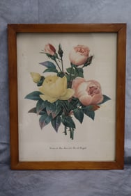 P.J Redoute "Variete De Rose De Bengale"