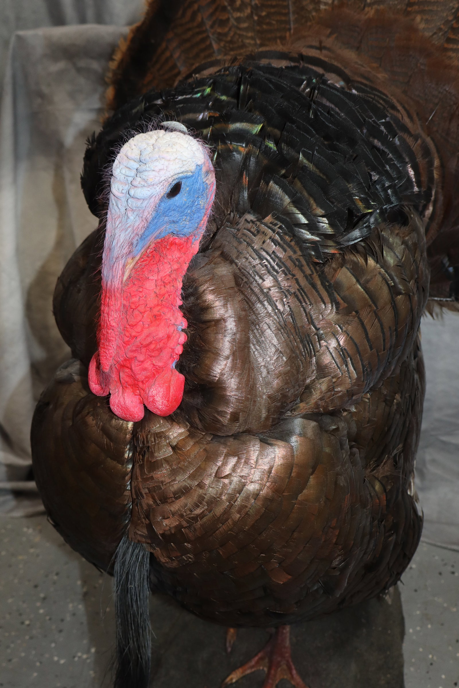 Turkey, Taxidermy (1 of 5)