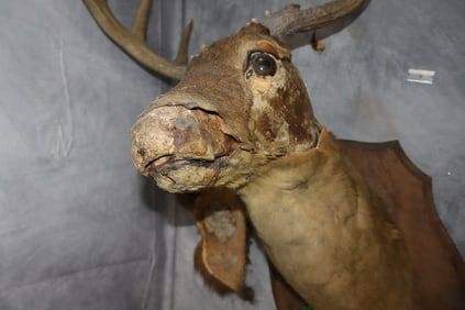 Deer, Wall Mount, Taxidermy