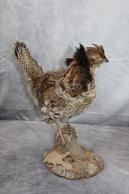Hen, Taxidermy